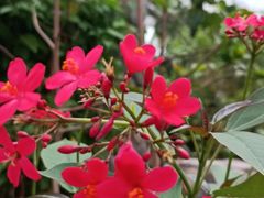 -北京植物园-展览温室