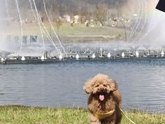 -千年银杏谷文化旅游区