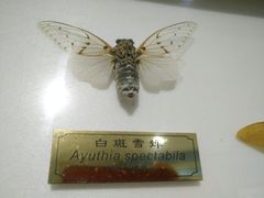 -上海昆虫博物馆