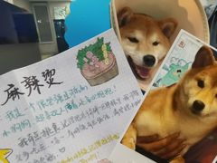 -伟伟宠物医院·CT影像中心·瑞派犬猫综合性门诊(汉口总院)