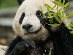 -卧龙中华大熊猫苑神树坪基地
