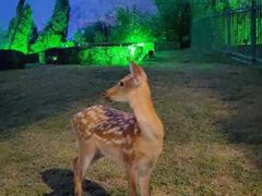 -大连森林动物园