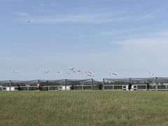 -盐城丹顶鹤湿地生态旅游区