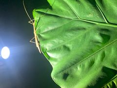 -中国科学院西双版纳热带植物园