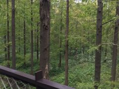 -黄海国家森林公园