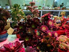 -花鸟鱼虫鲜花绿植市场(玉泉路店)