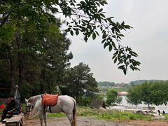 -大塘金香草谷