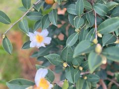 -江西阳明山国家森林公园