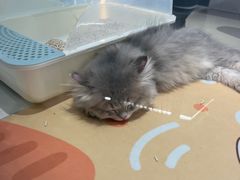 -babydoll猫舍·米努特·德文·缅因(久光中心店)
