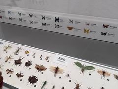 -四川大学博物馆