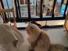 -豆逗聊愈猫阁Easy Life