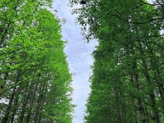-日照海滨国家森林公园