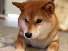 -中农国际动物医院24小时·猫科·骨科·急重症中心