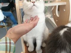 -飞行喵MR PILOT|猫舍·猫咖(静安大融城店)