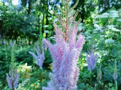 -黑龙江省森林植物园