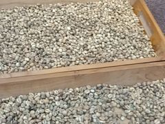 -巴厘岛黄金金兔咖啡工厂