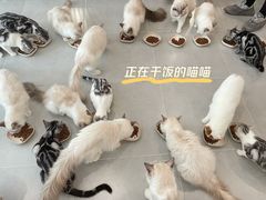 -有喵·猫咖·狗咖·30几只猫10只小狗(岗厦店)