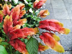 景观位-四方小吃·白族庭院餐厅