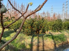 -上海长兴岛郊野公园