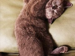 -lincat·猫舍(广州店)