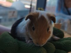 -怪兽屋·羊驼·猫咖·狗咖(俊华广场店)