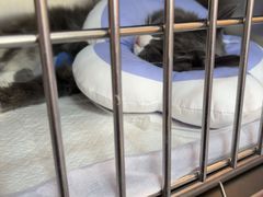 -瑞派福兴宠物医院犬猫全科·骨科·中西医结合(河东店)