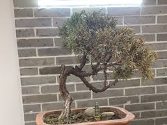 -雅享养生·中医调理·筋骨艾灸(广兰路店)