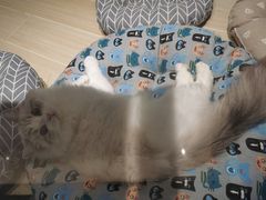 -momokira米努特·德文卷毛猫·棉花面纱犬
