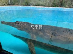 -广州长隆飞鸟乐园
