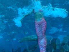 -海棠湾洲际-涛·海底餐厅·美人鱼·自助餐·海底隧道