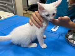 -芭比堂宠物医院·全科爱猫医院·仁德分院