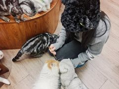 -有猫主题·治愈系猫咖(曾厝垵店)