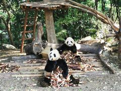 -钟方模白家肥肠粉(春熙店)