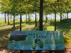 -上海海湾国家森林公园