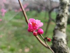 -梅花山(明孝陵内)