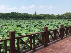 -荷塘月色湿地公园·向阳花洲
