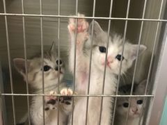 -十年猫舍·猫咪专门店(普陀店)