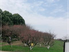 -秀丽东方
