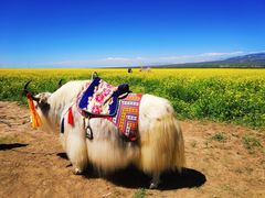 -青海湖国家重点风景名胜区