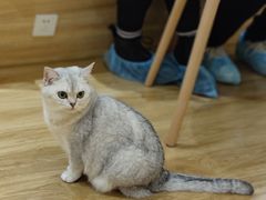 -滚猫咖啡·猫咖·猫友好撸猫(未来城店)
