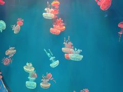 -多彩贵州城极地海洋世界