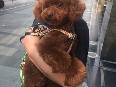 -PETKIT 小佩宠物·低压洗护·美容·寄养(安远店)