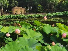-陈家山荷花公园