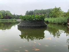 -大望京公园