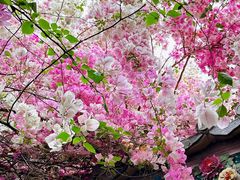 -深圳国际园林花卉博览园