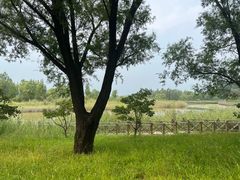 -野鸭湖国家湿地公园