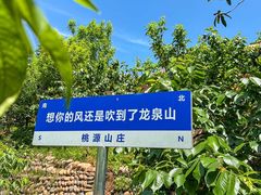-桃源山庄·水蜜桃采摘·柴火鸡·烧烤团建(龙泉山店)