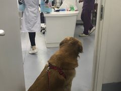 -达爱动物医院·犬猫分区·CT·复杂眼科(远洋山水分院)
