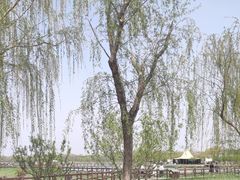 -西青郊野公园