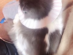 -李小姐の猫咖啡馆(五角场店)
